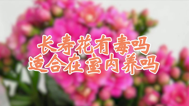 长寿花有毒吗 适合在室内养吗