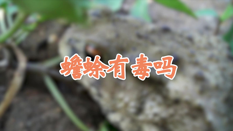 蟾蜍有毒吗