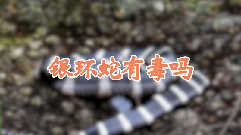 银环蛇有毒吗