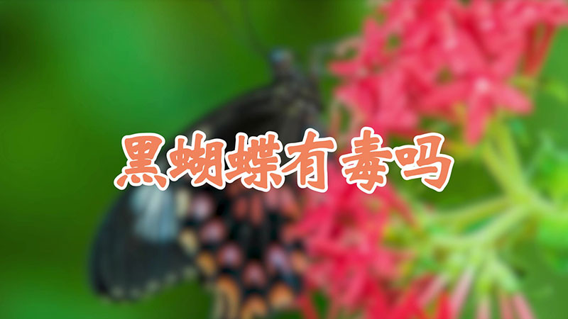 黑蝴蝶有毒吗