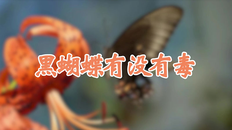 黑蝴蝶有没有毒