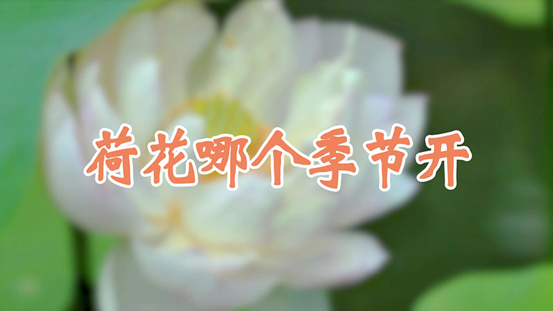 荷花哪个季节开