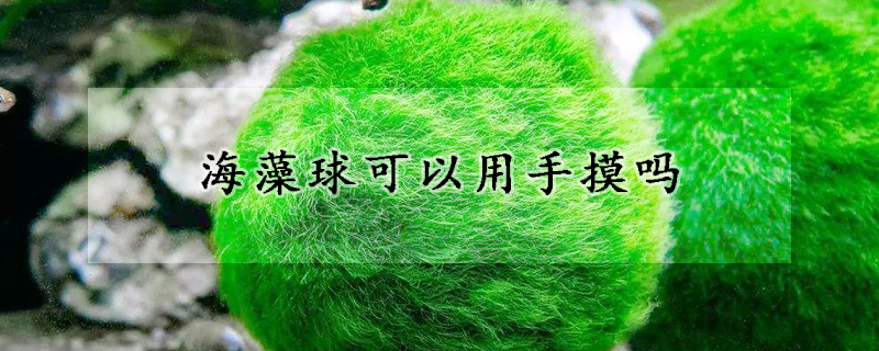 海藻球可以用手摸吗