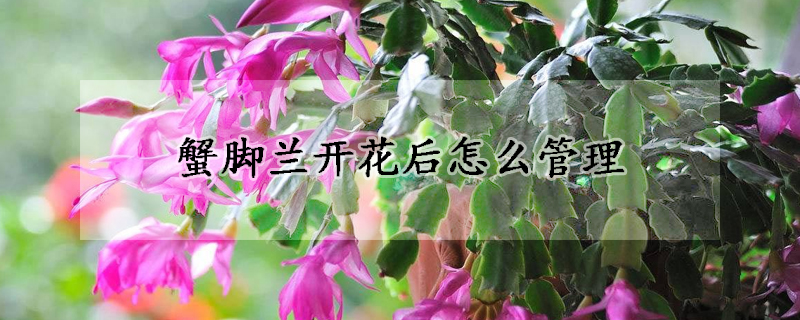 蟹脚兰开花后怎么管理