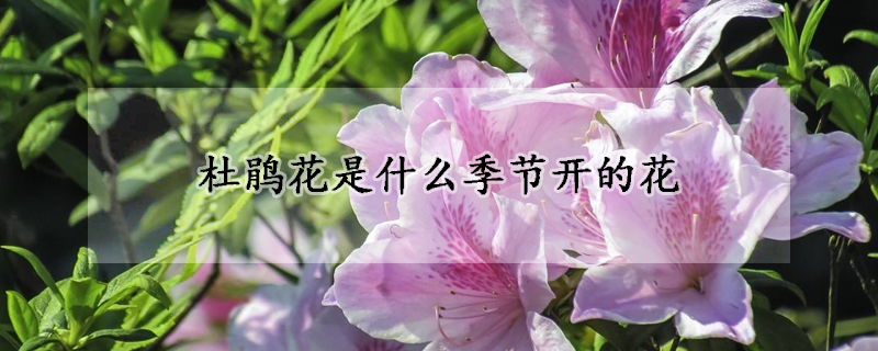 杜鹃花是什么季节开的花