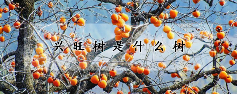 兴旺树是什么树