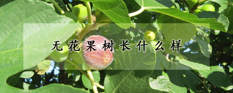 无花果树长什么样