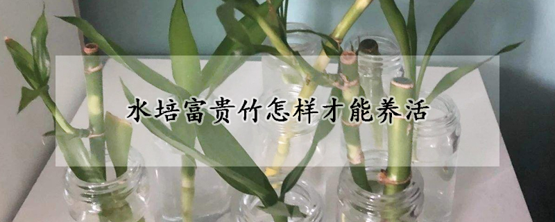 水培富贵竹怎样才能养活