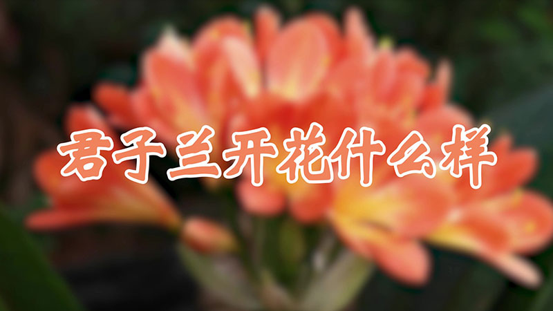 君子兰开花什么样