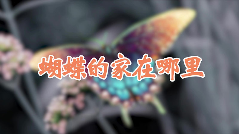 蝴蝶的家在哪里