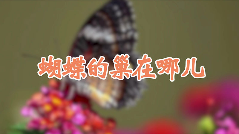 蝴蝶的巢在哪儿