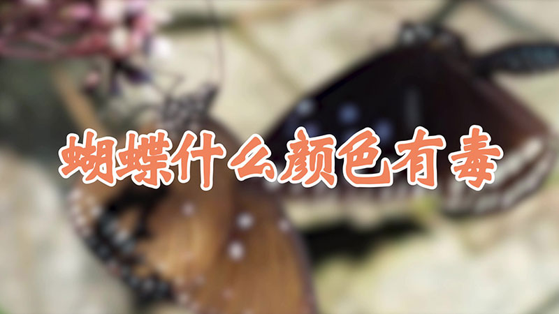 蝴蝶什么颜色有毒