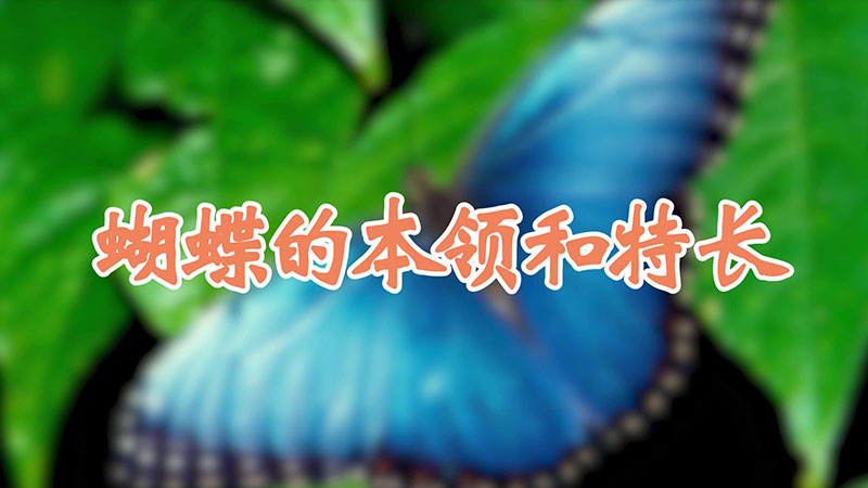 蝴蝶的本领和特长