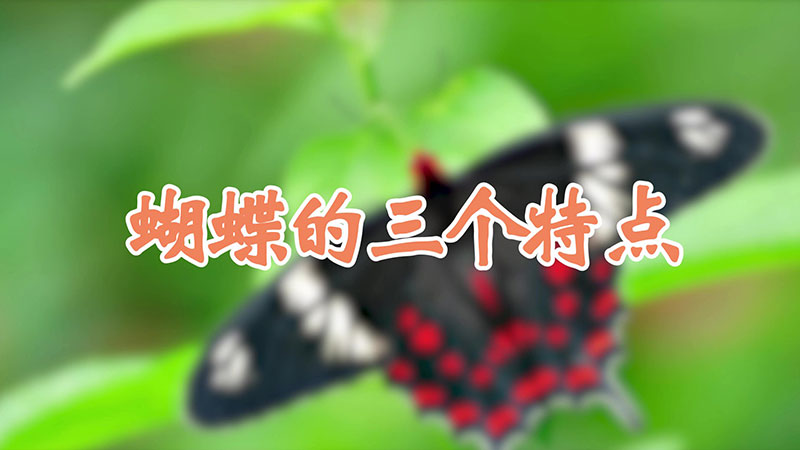 蝴蝶的三个特点