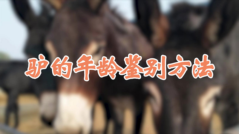 驴的年龄鉴别方法