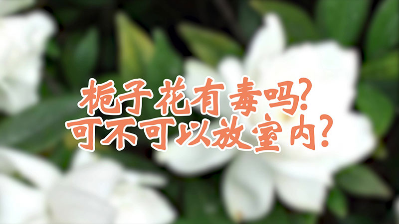 栀子花有毒吗能放在卧室里吗