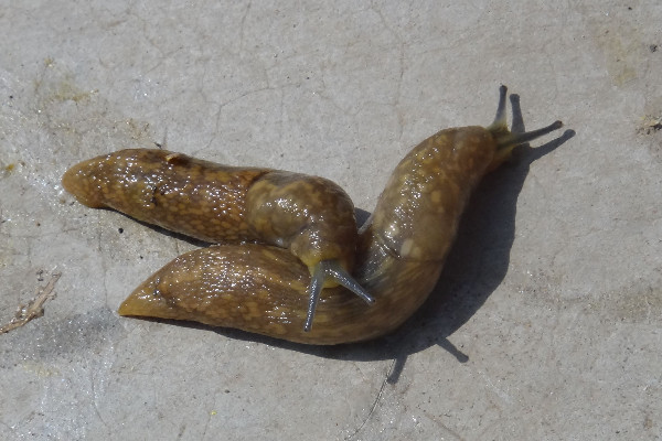 鼻涕虫有毒吗
