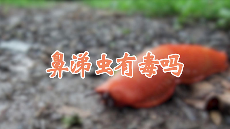 鼻涕虫有毒吗