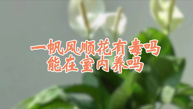 一帆风顺花有毒吗 能在室内养吗