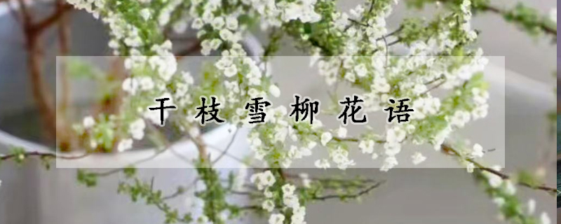 干枝雪柳花语