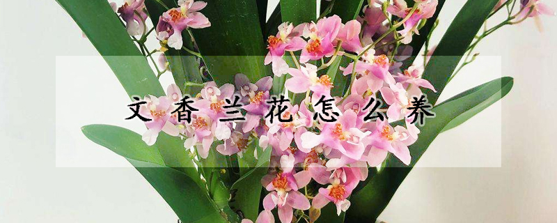 文香兰花怎么养