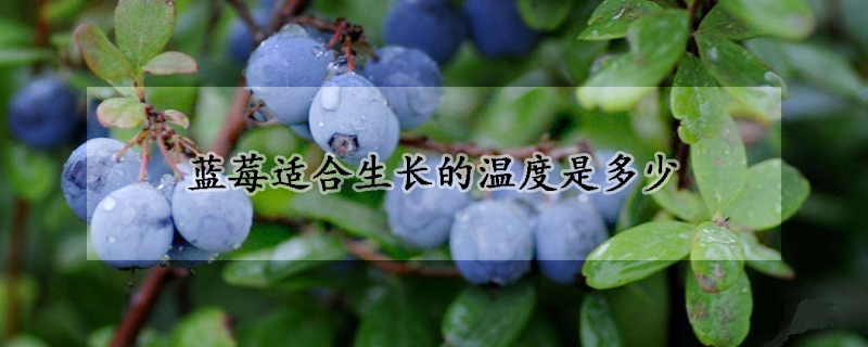 蓝莓适合生长的温度是多少