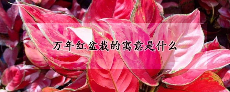 万年红盆栽的寓意是什么