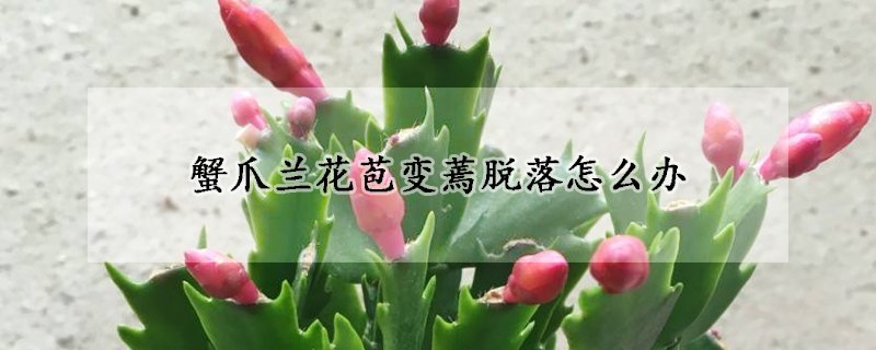 蟹爪兰花苞变蔫脱落怎么办