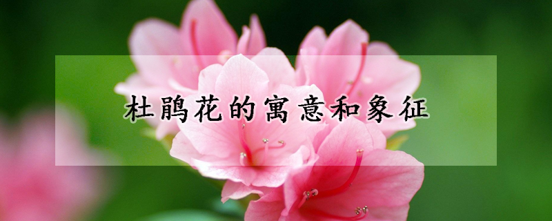 杜鹃花的寓意和象征