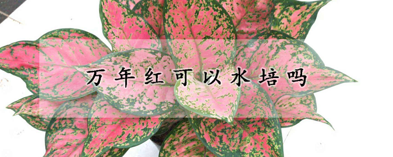 万年红可以水培吗