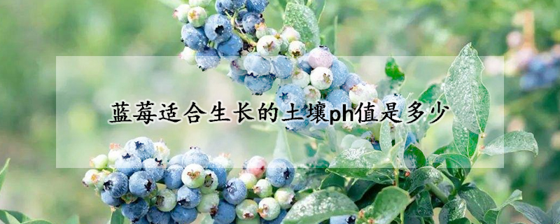 蓝莓适合生长的土壤ph值是多少