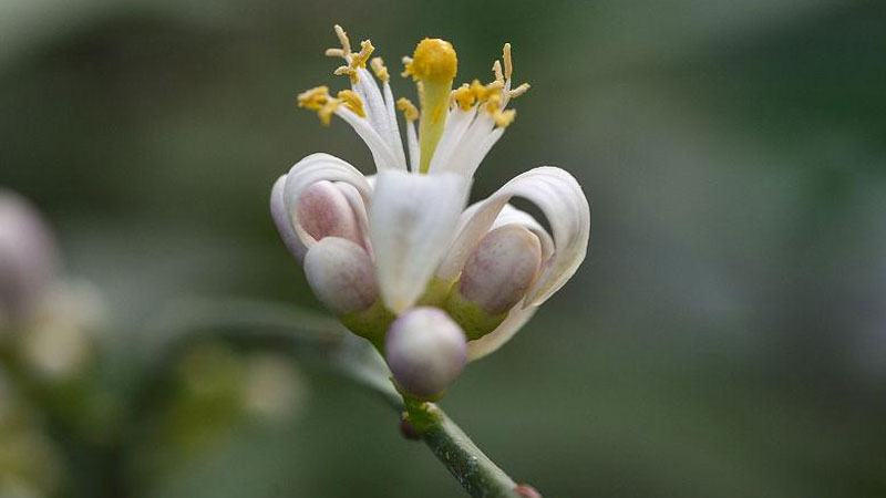 橘子花的花语和寓意