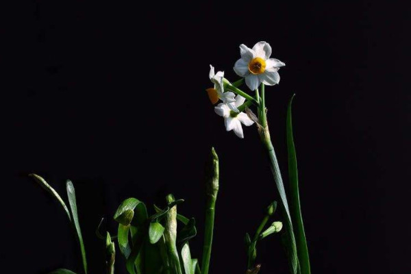 水仙花怎么开得快