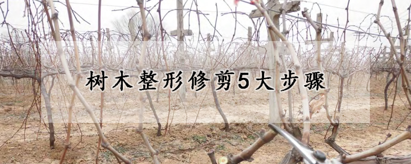 树木整形修剪5大步骤