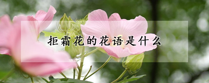 拒霜花的花语是什么