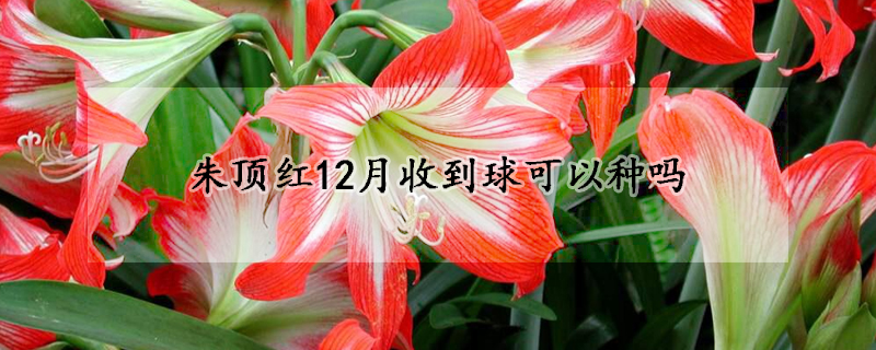 朱顶红12月收到球可以种吗