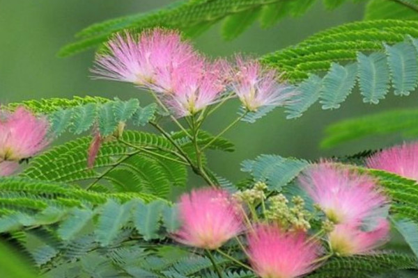 代表同性恋的花是什么花 代表爱情的花有哪些