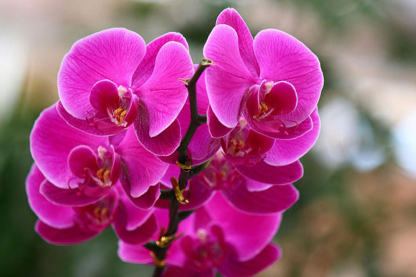 代表同性恋的花是什么花 代表爱情的花有哪些