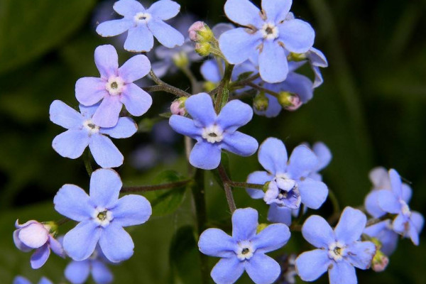 代表同性恋的花是什么花 代表爱情的花有哪些