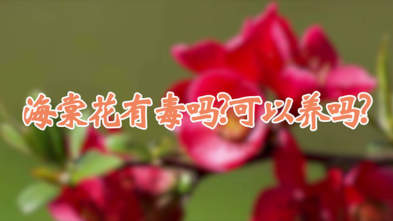 海棠花有毒吗?可以养吗?