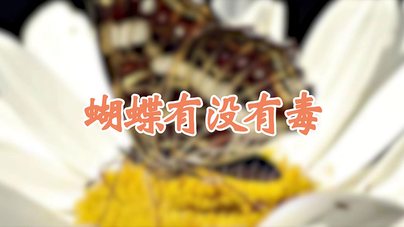 蝴蝶有没有毒