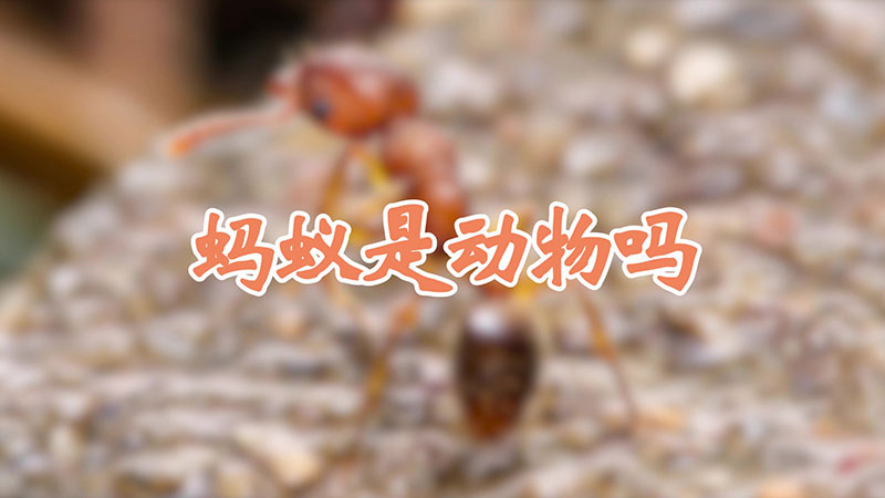 蚂蚁是动物吗