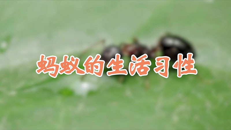 蚂蚁的生活习性