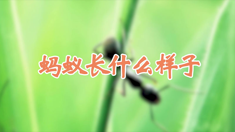 蚂蚁长什么样子