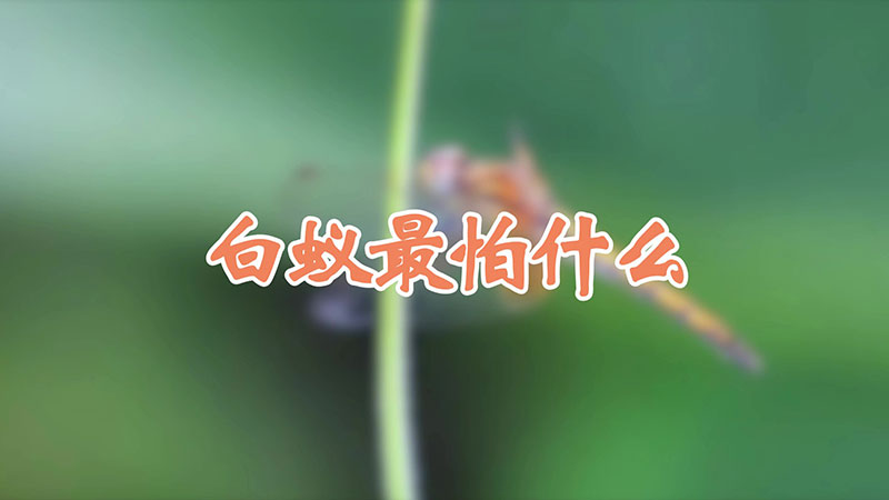 白蚁最怕什么