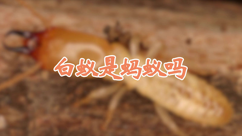 白蚁是蚂蚁吗