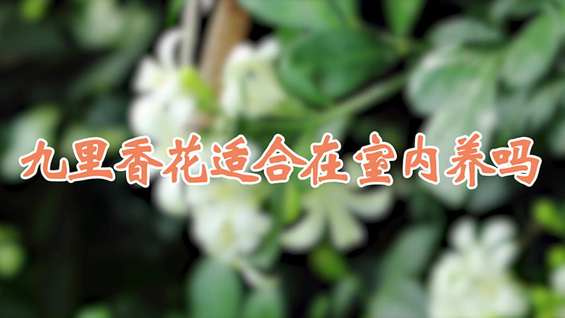 九里香花适合在室内养吗