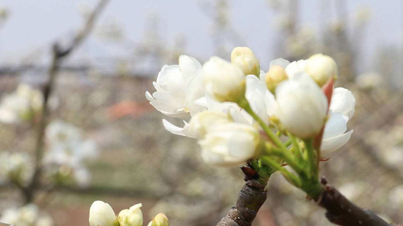 梨树花芽发育差,疏花芽时该怎么办