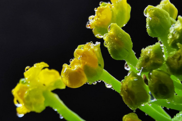 白菜花怎么种