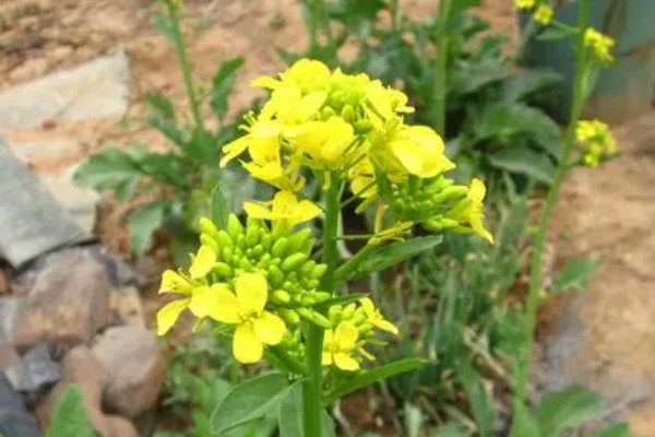 白菜花怎么种